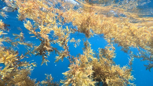 Sargassum seaweed floating in a blue sea.