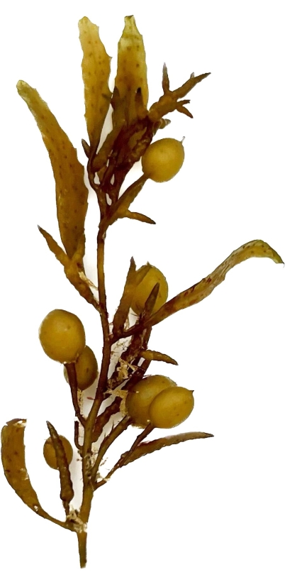 A single piece of Sargassum seaweed.
